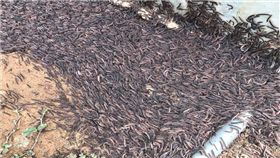 馬陸,桃園,爆料公社,異相,暴雨,梅雨　圖／翻攝自臉書