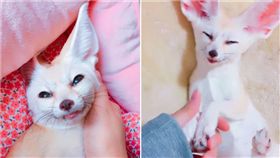 寵物,新奇,毛小孩,狐狸,耳廓狐