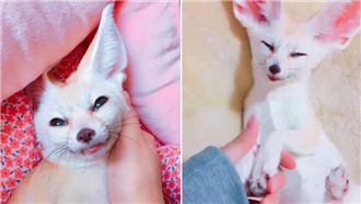 主人按摩「太舒服」　小狐狸睡到會笑