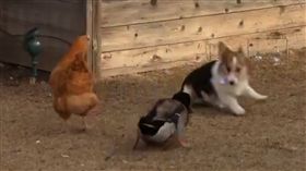 柯基,雞,鴨,犬,挑釁,打架,攻擊,狗,屁股,屁屁　圖／翻攝自汪汪仙貝　https://goo.gl/vU8rWf