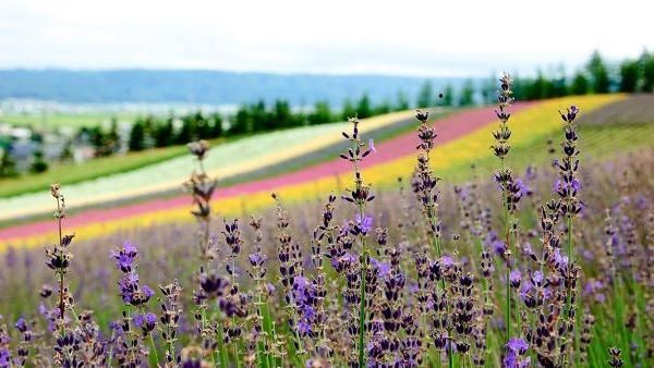 最棒的旅行！花戀北海道夏日薰衣草