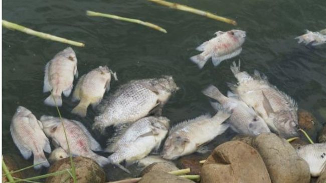 探／吳郭魚爆染湖泊病毒　還能吃嗎？