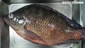 吳郭魚爆染湖泊病毒（圖／桃園市動保處）