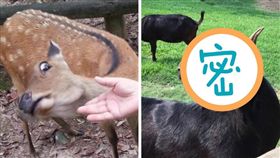 奈良,梅花鹿,餵食,鄙視,羊,飛牛牧場,不屑,表情,動物
（圖／翻攝自推特、爆廢公社）