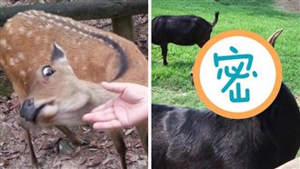 模仿奈良鹿鄙視人！台灣羊竟然學壞啦