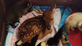 小鹿,幼,毛孩,萌,斑比,寵物,愛上毛們
(圖片來源:臉書@Hochatown Petting Zoo)