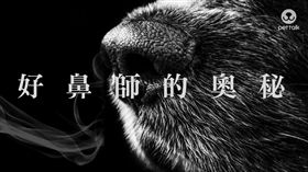 圖／翻攝自PetTalk官網