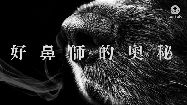 狗狗鼻子乾？不一定是不健康