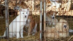 大陸家樂福賣狗肉（圖／翻攝自Humane Society International） https://action.hsi.org/ea-action/action?ea.client.id=104&ea.campaign.id=32130&ea.tracking.id=website_dogmeat&_ga=2.204134224.1137709728.1497507405-900465170