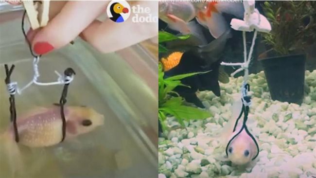 小魚受傷游不動…主人做輔具讓牠重生