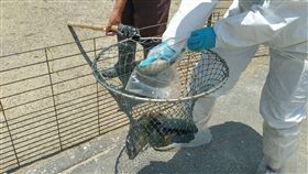 吳郭魚、台灣鯛、養殖漁業／中央社