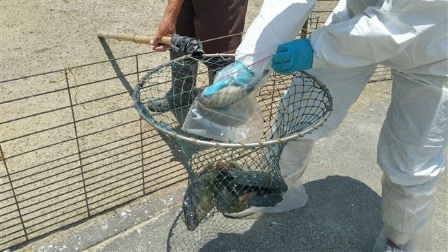 吳郭魚爆染病毒　賴清德：和台南無關