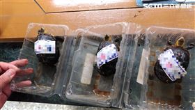 蔡男在PTT版兜售保育類食蛇龜，警喬裝成賣家相約面交，一舉逮獲攜帶3隻食蛇龜的蔡男，訊後將他依違反野生動物保育法移送法辦（翻攝畫面）