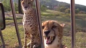 網友拍下獵豹叫聲，意外被萌翻。（圖／翻攝自推特帳號：@nukotanhshs）