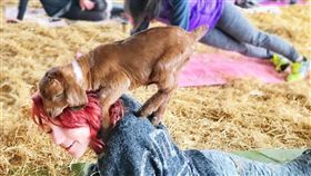 健身,運動,自然,農場,草地,體驗,山羊,瑜伽,羊,goatyoga,潮流,可愛,動物－翻攝自Goat Yoga
http://www.goatyoga.net/gallery/nggallery/page/2