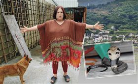 鏡週刊,苗栗,泰安鄉,眼鏡蛇,放生　圖／鏡週刊