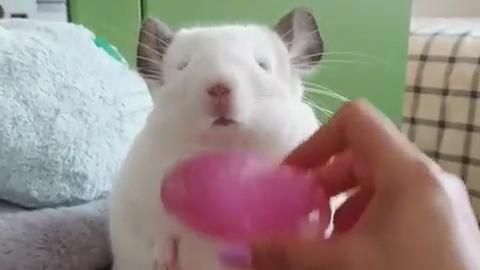 奴才幫鼠鼠梳毛　太蘇湖竟站著睡著！