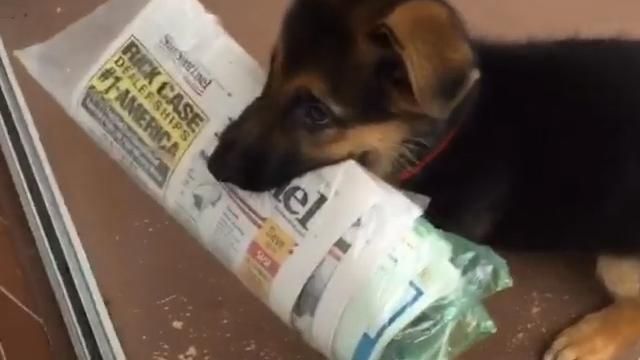 小狼犬化身送報員　宅配到府揪甘心！