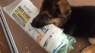 小狼犬化身送報員　宅配到府揪甘心！