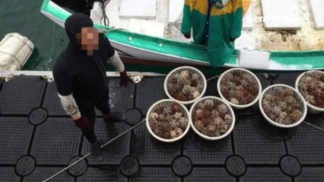 漁民提前盜採馬糞海膽　一上岸就被逮