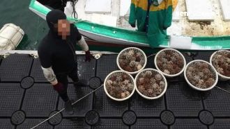 漁民提前盜採馬糞海膽　一上岸就被逮