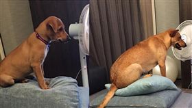 米漿,寵物,狗,米克斯,毛孩,萌,愛上毛們
(圖片來源:臉書社團@米克斯傳奇)