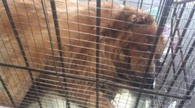 托運,飛機,東方航空,聯合航空,大陸,狗,黃金獵犬　圖／翻攝自沫夕寶寶微博　https://goo.gl/koRvMc