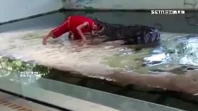鱷魚秀被咬1200
