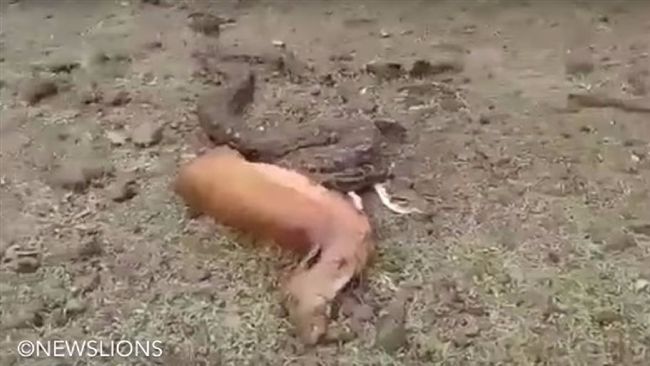 印度巨蟒猛吞麋鹿　掙扎吐出一度昏厥
