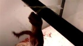 只因拉屎臭？飼主竟吊蜥蜴頸虐待，遭判拘40日。（圖／翻攝網路）