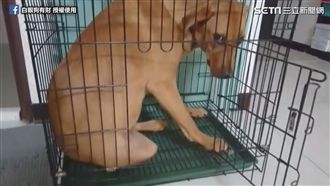 萌！毛女孩森77　網友被融化得嫑嫑