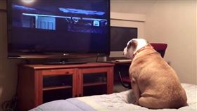 狗狗專注看鬼片　網友直呼：超勇敢！（圖／翻攝自Elvis and Khaleesi YouTube）
