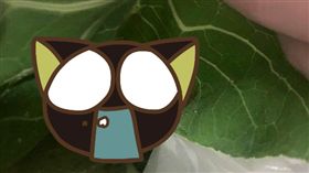  Coles,超商,澳洲,Kimmy Pettit,屎,排泄物,兔子,糞便　圖／翻攝自每日郵報　https://goo.gl/vGqPZR