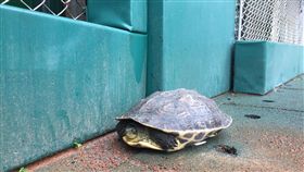 新莊棒球場場邊出現烏龜。（圖／富邦工作人員提供）