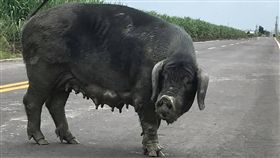 五爪豬,彰化,二林(臉書 https://www.facebook.com/photo.php?fbid=1987114014908370&set=gm.1538809466183862&type=3&permPage=1)