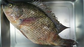 吳郭魚、台灣鯛、養殖漁業／中央社