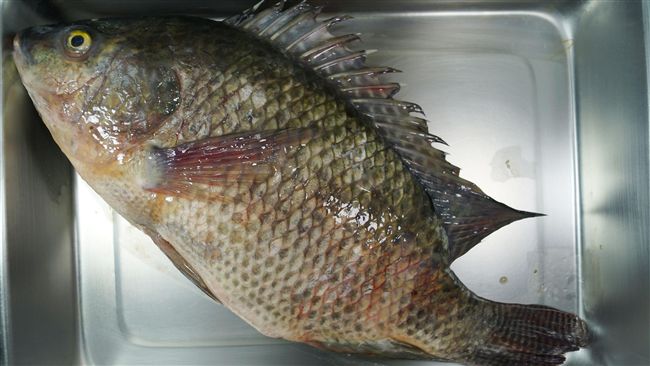 吳郭魚湖泊病毒病　擴大檢疫範圍
