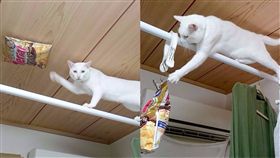 飛簷走壁貓　圖／翻攝自Sino'a Twitter