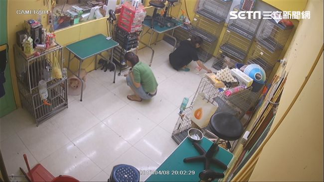 熱熔膠毆狗！寵物美容師笑：沒到痛點