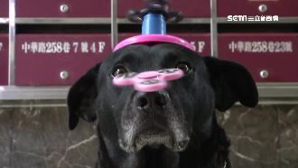 超猛毛小孩！頂4個指尖陀螺不動如山