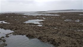 桃園藻礁（圖／翻攝自珍愛桃園藻礁臉書）