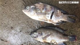 必學／吳郭魚爆湖泊病　這樣挑魚最安心(圖/農委會)