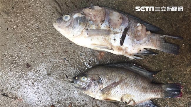 驚！吳郭魚湖泊病毒病新增2陽性場