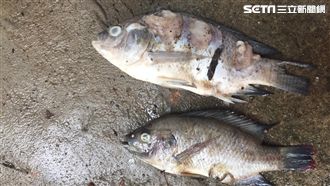 驚！吳郭魚湖泊病毒病新增2陽性場