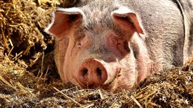 豬,豬肉,豬隻,家畜（圖／Pixabay）