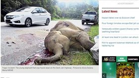 馬來西亞，大象（圖／翻攝自《星報》）