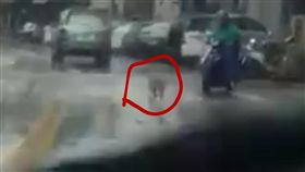 小黃狗疑似遭棄養，雨中狂追主人車。