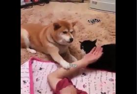 ▲圖／翻攝自《Doge Emojis》臉書粉專