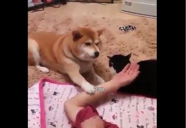霸氣柴柴爭寵喵星人　不准主人摸貓咪