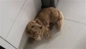 烏龍一場！誤以為受困停車場　蔡淑臻還將愛犬反鎖車內(圖/翻攝自蔡淑臻臉書)